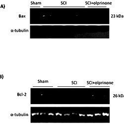 Effects of olprinone on intrinsic apoptotic pathway.