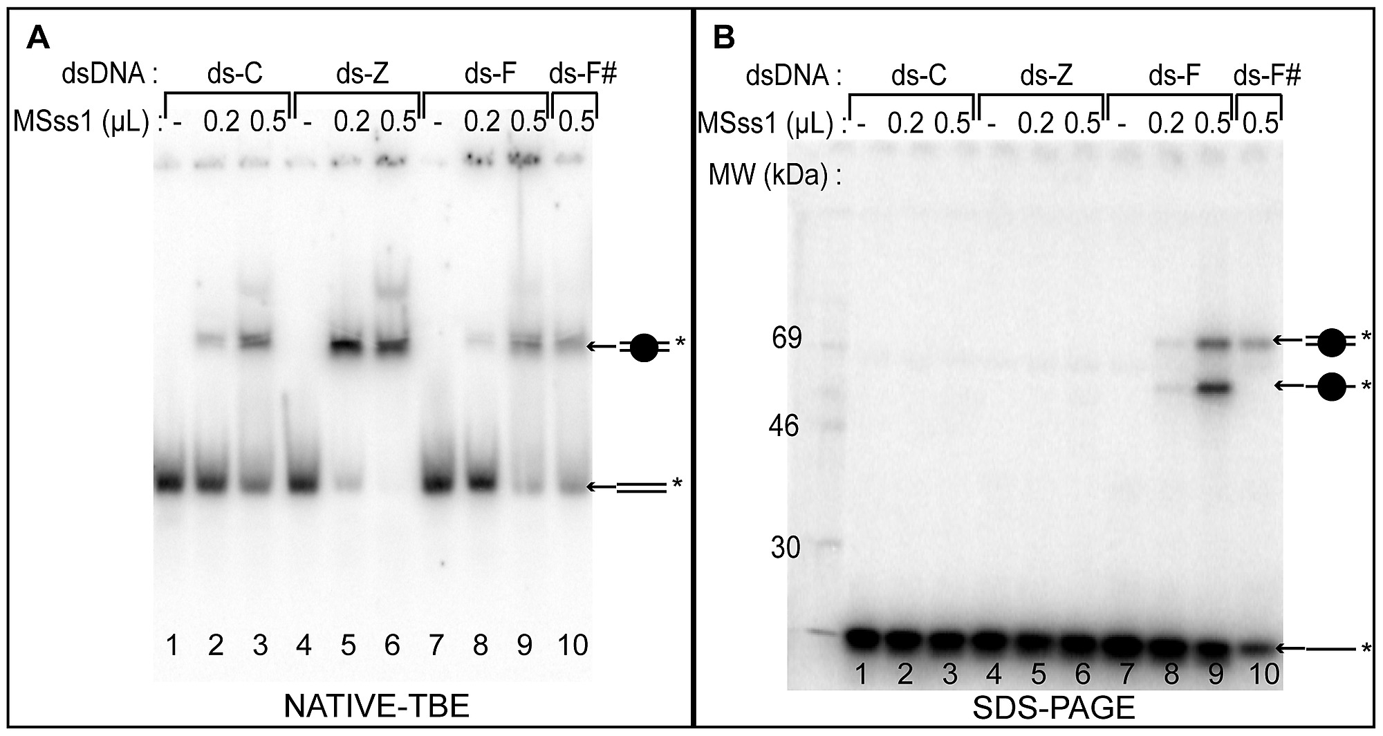 dna binding and cross linking of m sssi by gel shift and sds page analysis