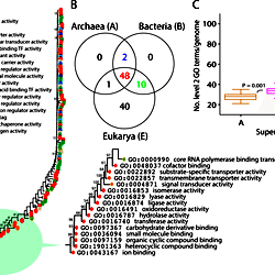 evolution of level 2 go terms archaea bacteria eukarya venn diagram