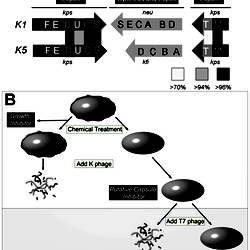 Group 2 Capsules And Overview Of Screening Strategy To Identify Capsule 