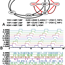 Yeast cell-cycle network and the autonomous Boolean dynamics on it.