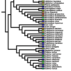 A phylogenetic perspective of Malagasy primate niche space as defined ...