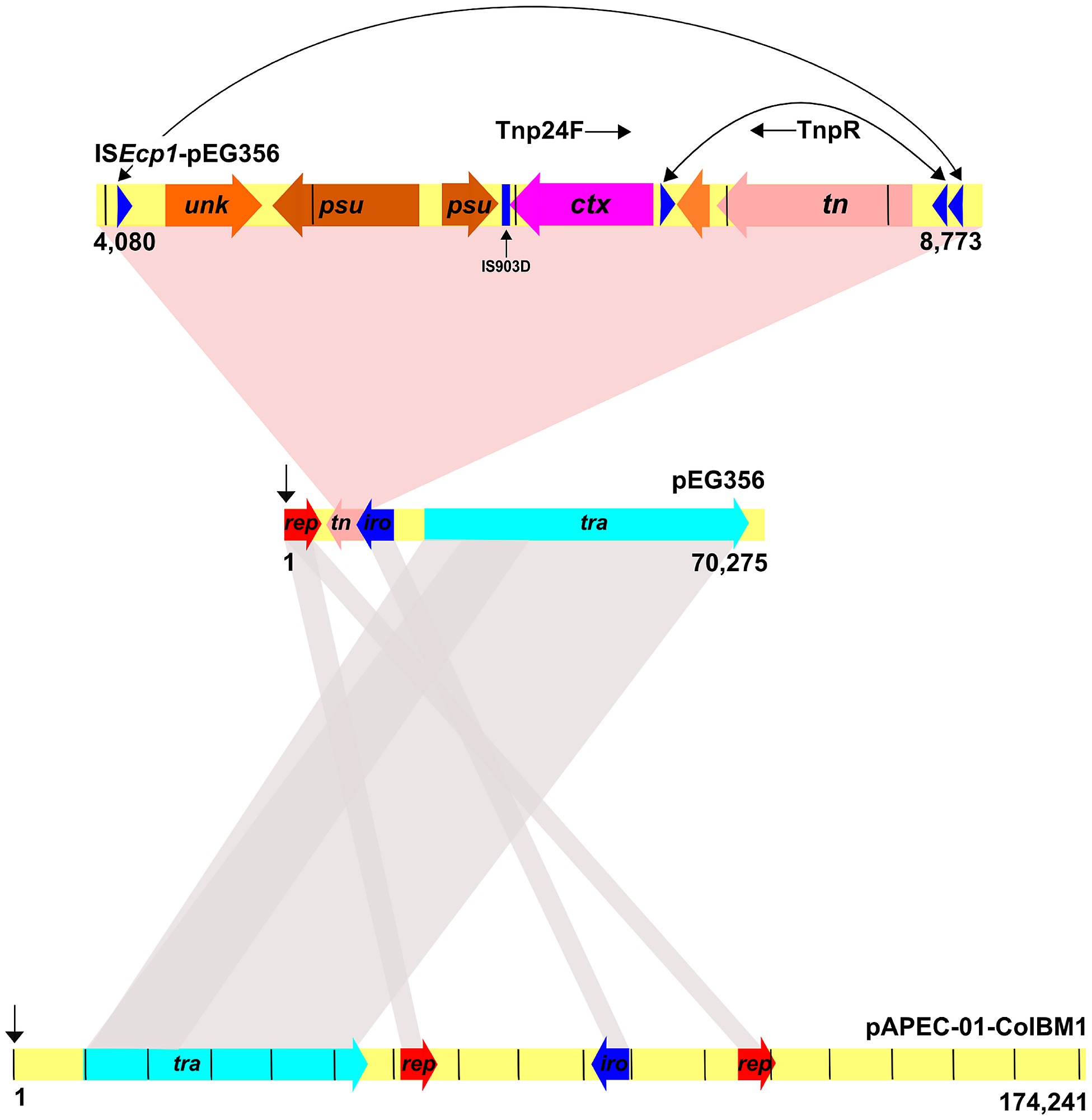 a schematic representation of isecp1