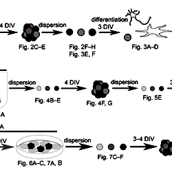 Schematic diagram of the experiment.