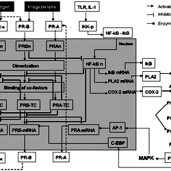 Basic schema of the in silico model.