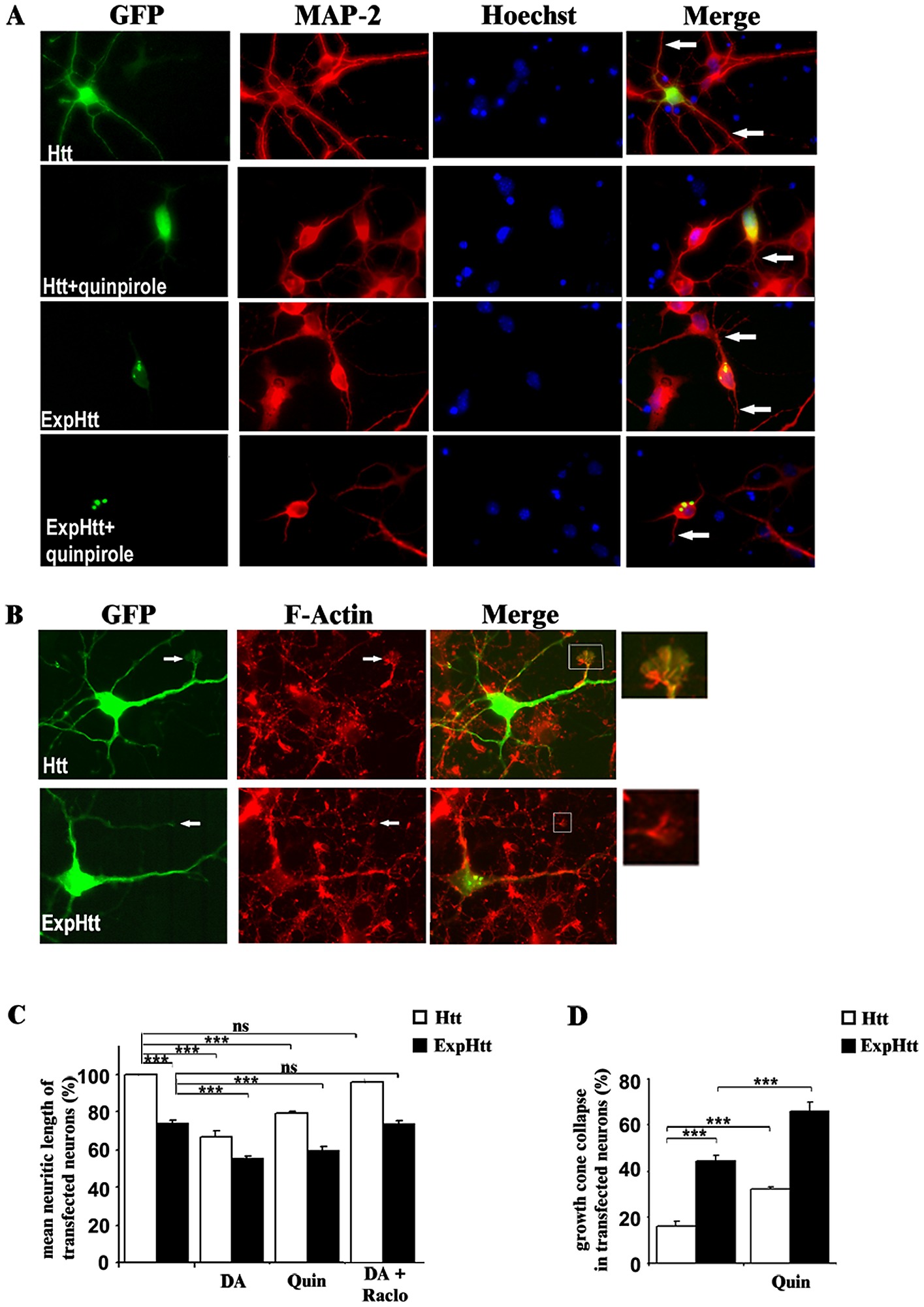 D2 Receptor Stimulation Potentiates Neuritic Retraction And - 