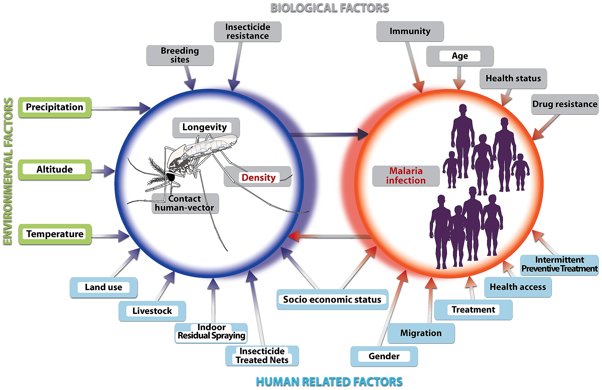 Environmental Factors As Important As >> Conceptual Model Of Important Risk Factors Affecting Malaria Environmental Factors As Important As >> Conceptual Model Of Important Risk Factors Affecting Malaria