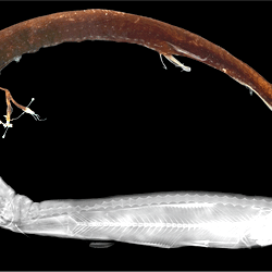 External and internal morphology of Eustomias spp.