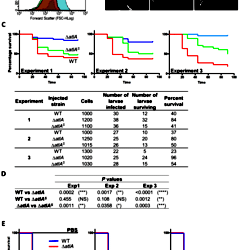 thumbnail for bacterial size matters multiple mechanisms controlling septum cleavage and diplococcus formation are critical