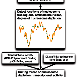 Schematic Representation Of Biological Mechanisms Of Structural