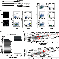 たにひろ様 THP 1ml Item - THP-1 monocyte to macrophage differentiation and M1 / M2