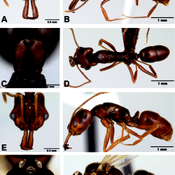 Anochetus pattersoni.