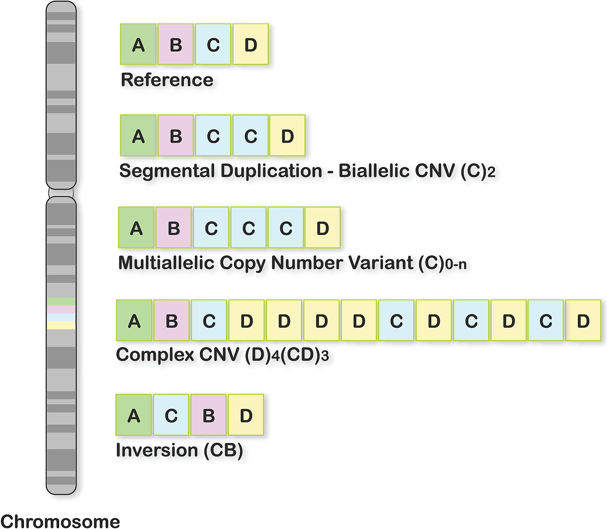 Types Of Genomic Structural Changes Affecting Segments Of Dna Leading To Deletions Duplications Inversions And Cnv Changes Biallelic Multillelic And Complex