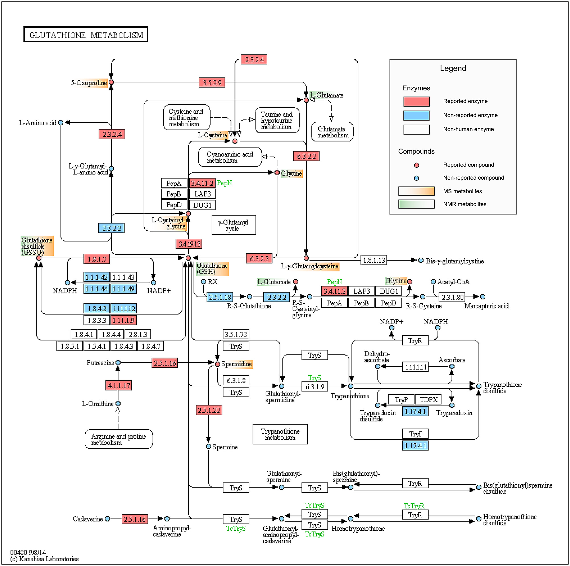 Item - KEGG representation of the Glutathione metabolism (hsa00480). -  Public Library of Science