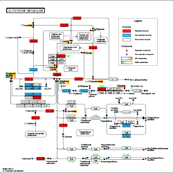 Item - KEGG representation of the Glutathione metabolism (hsa00480). -  Public Library of Science