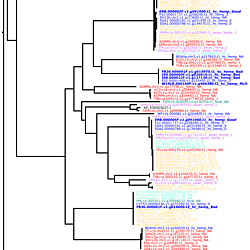 Cannabis Pangenome Figures