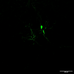 Supporting data for: <b>Caspase-8 expression in CD8</b><sup><strong>+ </strong></sup><b>T cells promotes pathogen restriction in the brain during </b><b><i>Toxoplasma gondii</i></b><b> </b><b>infection</b> (Fas LPR data)