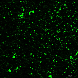 Supporting data for: <b>Caspase-8 expression in CD8</b><sup><strong>+ </strong></sup><b>T cells promotes pathogen restriction in the brain during </b><b><i>Toxoplasma gondii</i></b><b> </b><b>infection </b>(Casp8floxedRipk3 Cre lines)