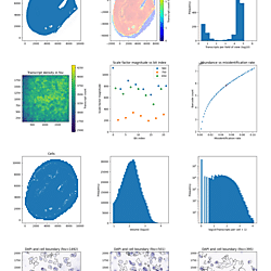 Supporting data for: <b>Caspase-8 expression in CD8</b><sup><strong>+ </strong></sup><b>T cells promotes pathogen restriction in the brain during </b><b><i>Toxoplasma gondii </i></b><b>infection </b>(MERFISH infected)