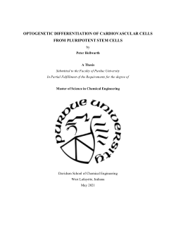 Optogenetic Differentiation of Cardiovascular Cells from Pluripotent Stem Cells