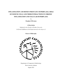 Inflammation and Benign Prostatic Hyperplasia: Role of immune cells and their interactions in chronic inflammation and cellular hyperplasia