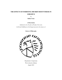 THE EFFECTS OF INHIBITING DHURRIN BIOSYNTHESIS IN SORGHUM