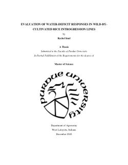 Evaluation of Water-Deficit Responses in Wild-By-Cultivated Rice Introgression Lines