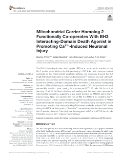 Mitochondrial carrier homolog 2 functionally co-operates with BH3 interacting-domain death agonist in promoting Ca<sup>2+</sup>-induced neuronal injury
