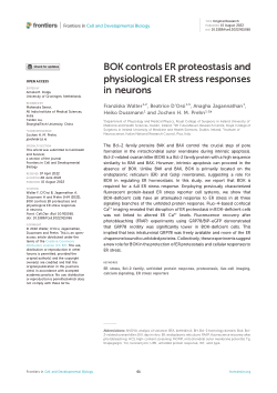 BOK controls ER proteostasis and physiological ER stress responses in neurons