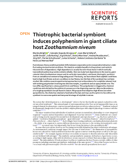 Thiotrophic bacterial symbiont induces polyphenism in giant ciliate host Zoothamnium niveum