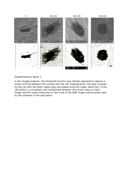 Supplementary Figure 1 from Hierarchical TiO2 Nanotube Arrays Enhance Mesenchymal Stem Cell Adhesion and Regenerative Potential Through Surface Nanotopography