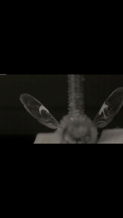 Supplementary Material - Frequency Response Example Video Honeybee from Wing Hinge Dynamics Influence Stroke Amplitudes in Flapping Wing Insects: A Frequency Response Approach