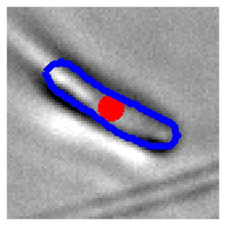 Supplementary Video 2 from Single-Cell 3D tracking by means of Neural Networks for automated sperm classification
