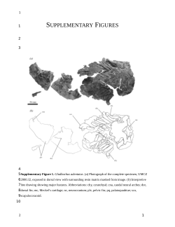 Supplementary material from "An early chondrichthyan and ...