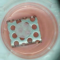 Data for paper "Adipose tissue and adipose derived stromal cells can reduce skin contraction in an <i>in vitro</i> tissue engineered full thickness skin model."