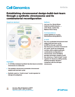 Establishing chromosomal design-build-test-learn through a synthetic chromosome and its combinatorial reconfiguration