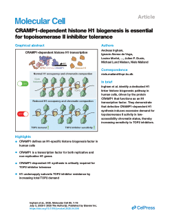 CRAMP1-dependent histone H1 biogenesis is essential for topoisomerase II inhibitor tolerance