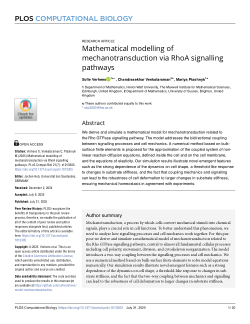 Mathematical modelling of mechanotransduction via RhoA signalling pathways