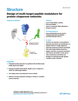 Design of multi-target peptide modulators for protein chaperone networks