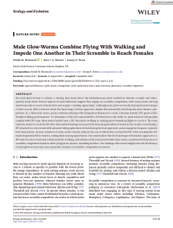 Male glow‐worms combine flying with walking and impede one another in their scramble to reach females