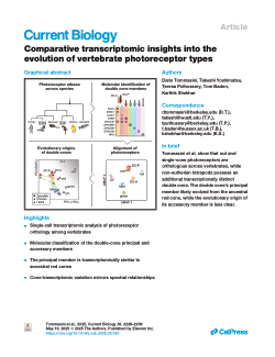 Comparative transcriptomic insights into the evolution of vertebrate photoreceptor types