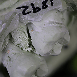 Composite full focus images used for focus-stacked SfM 3D model generation.