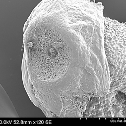 Poaceae: Oryza officinalis wild rice relative spikelet international germplasm IRGC 104707