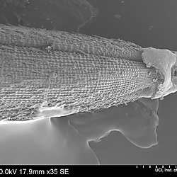 Poaceae Oryza rufipogon wild rice spikelet international germplasm IRGC 81878