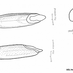 Poaceae Triticum araraticum drawings