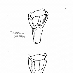 Poaceae Triticum boeoticum drawings