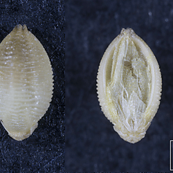 Poaceae Setaria pumila grain.jpg