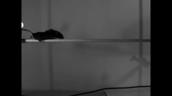 <b>Evidence of spinal cord comparator modules for rapid corrections of movements</b>