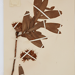 Protea welwitschii (65674)