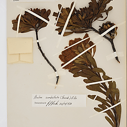 Aulax umbellata (83500)